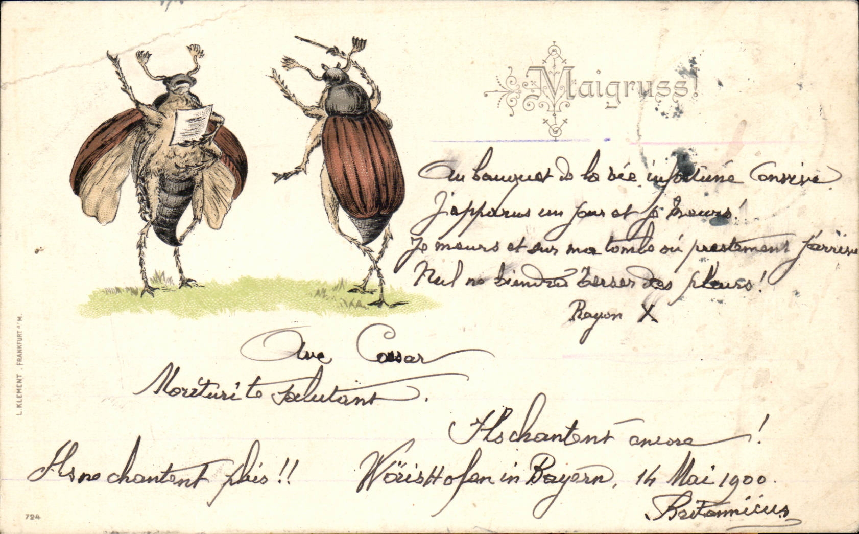 CPA Fantaisie Insect Insectes Maigruss Doriphore