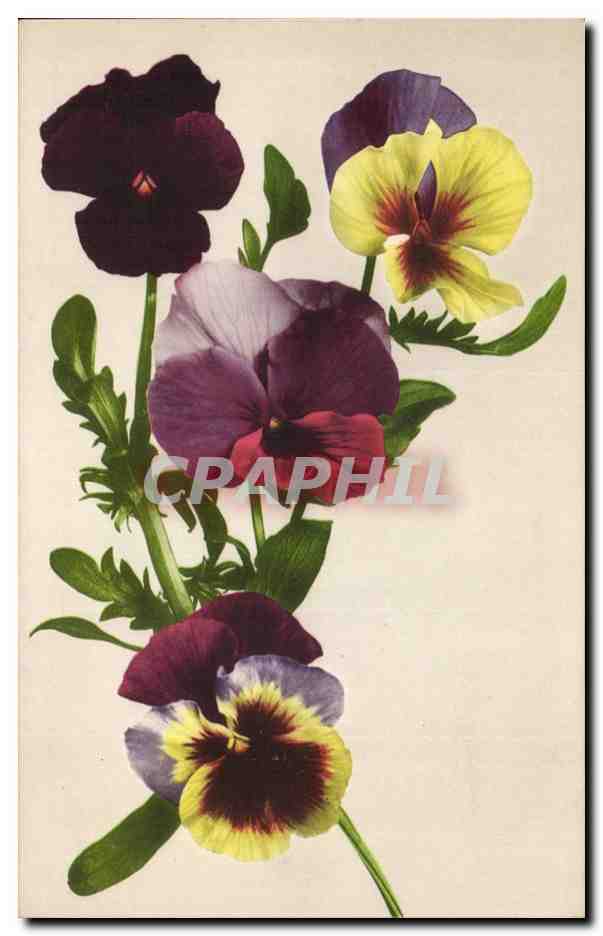 CPA Fantaisie Fleurs