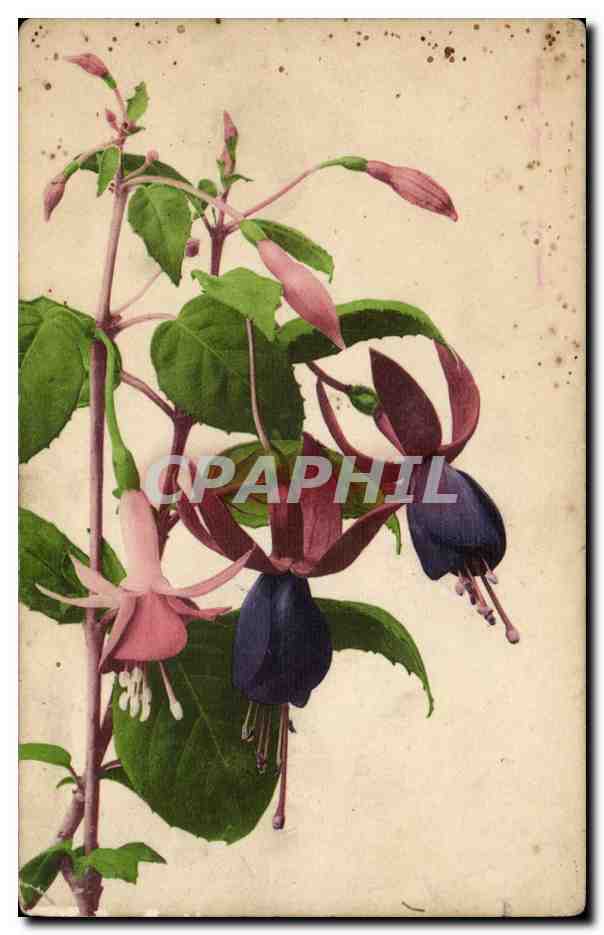 CPA Fantaisie Fleurs
