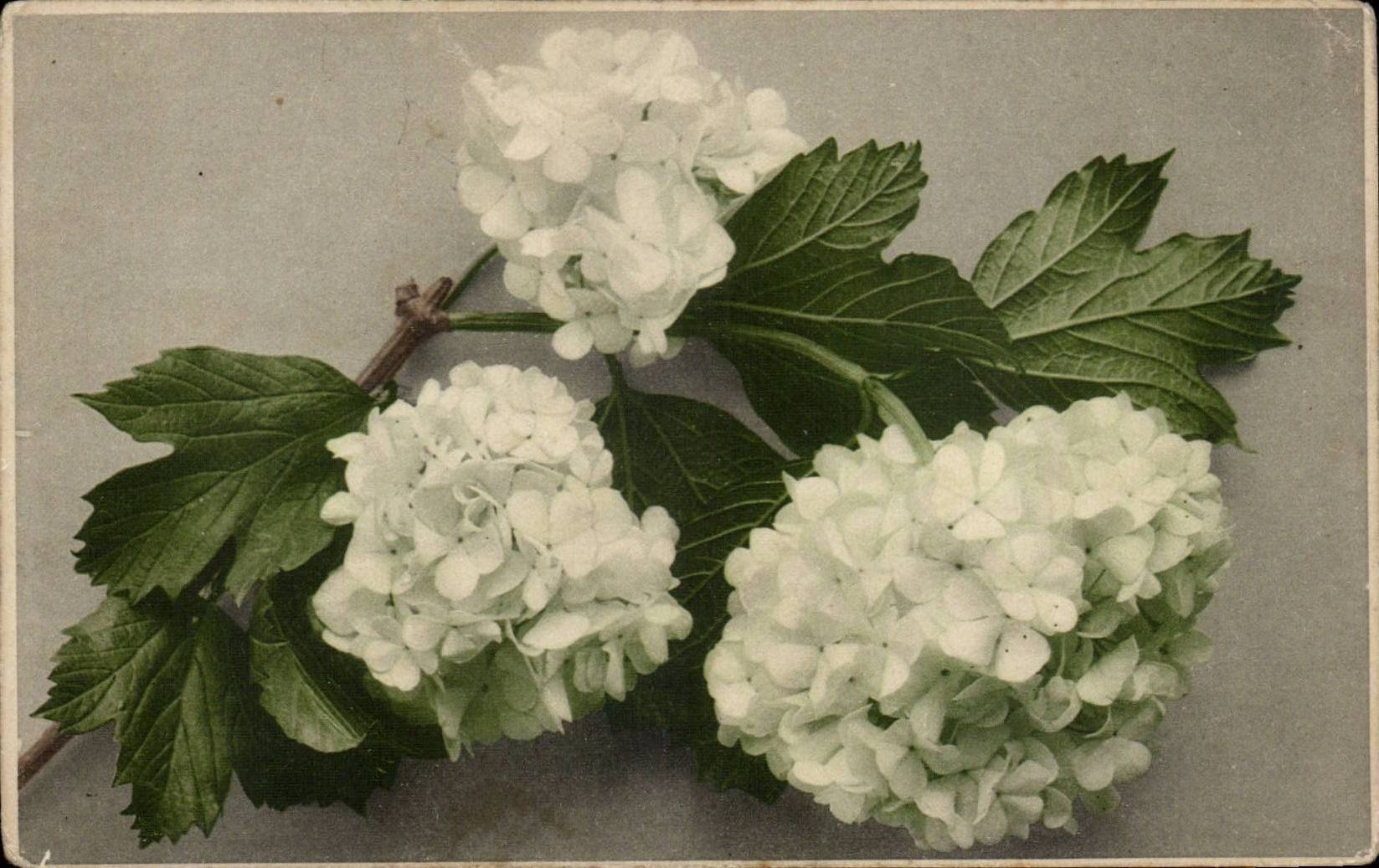 CPA Fantaisie Fleurs