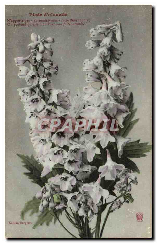 CPA Fantaisie Fleurs Pied d'alouette