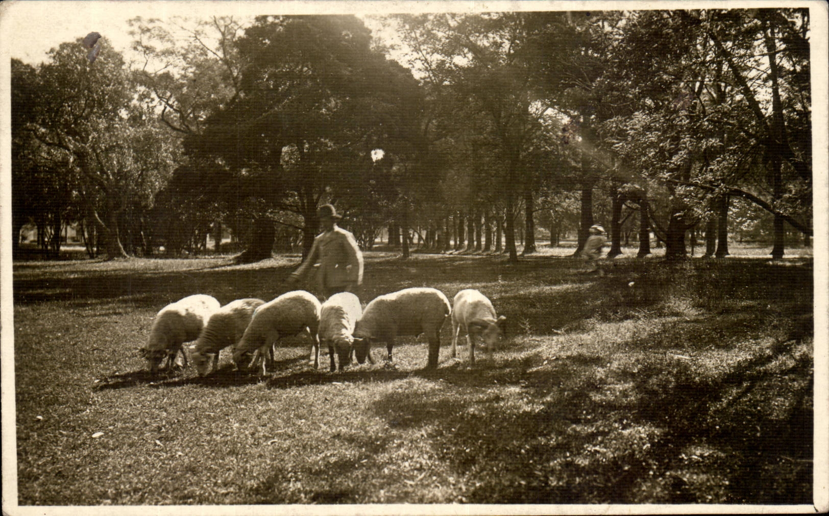 CPA Elevage de moutons ( Espagne )