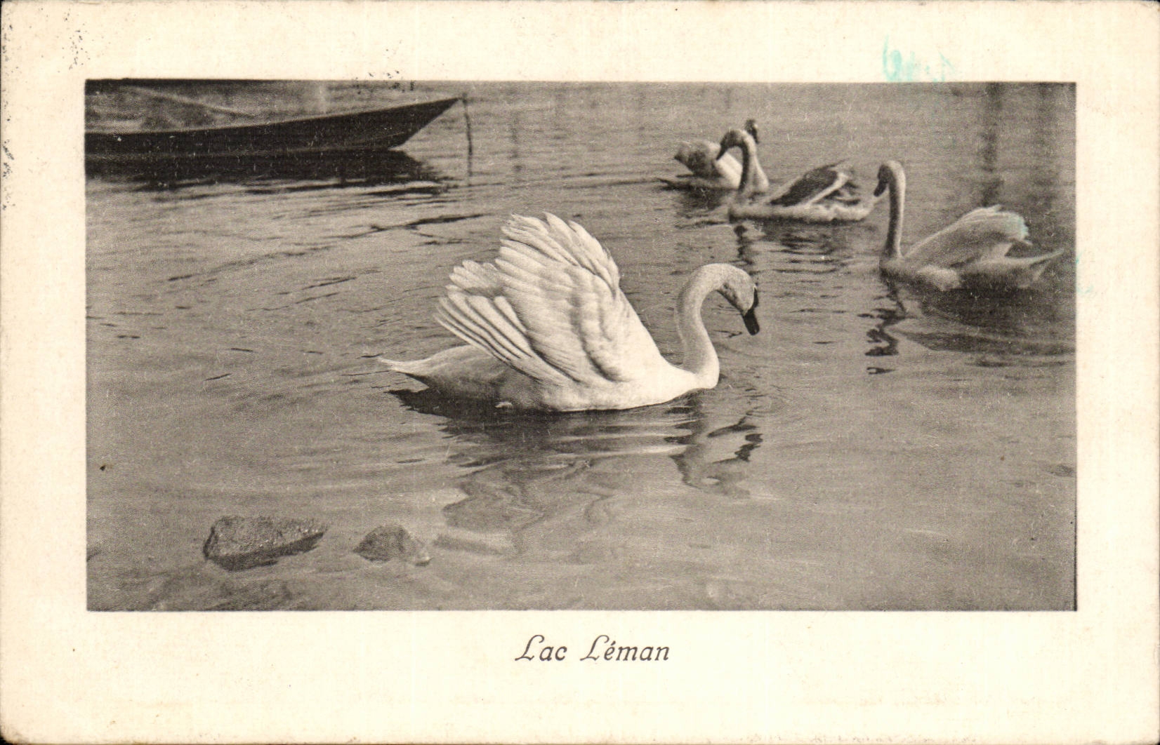 CPA Fantaisie Lac Leman Cygne Swan