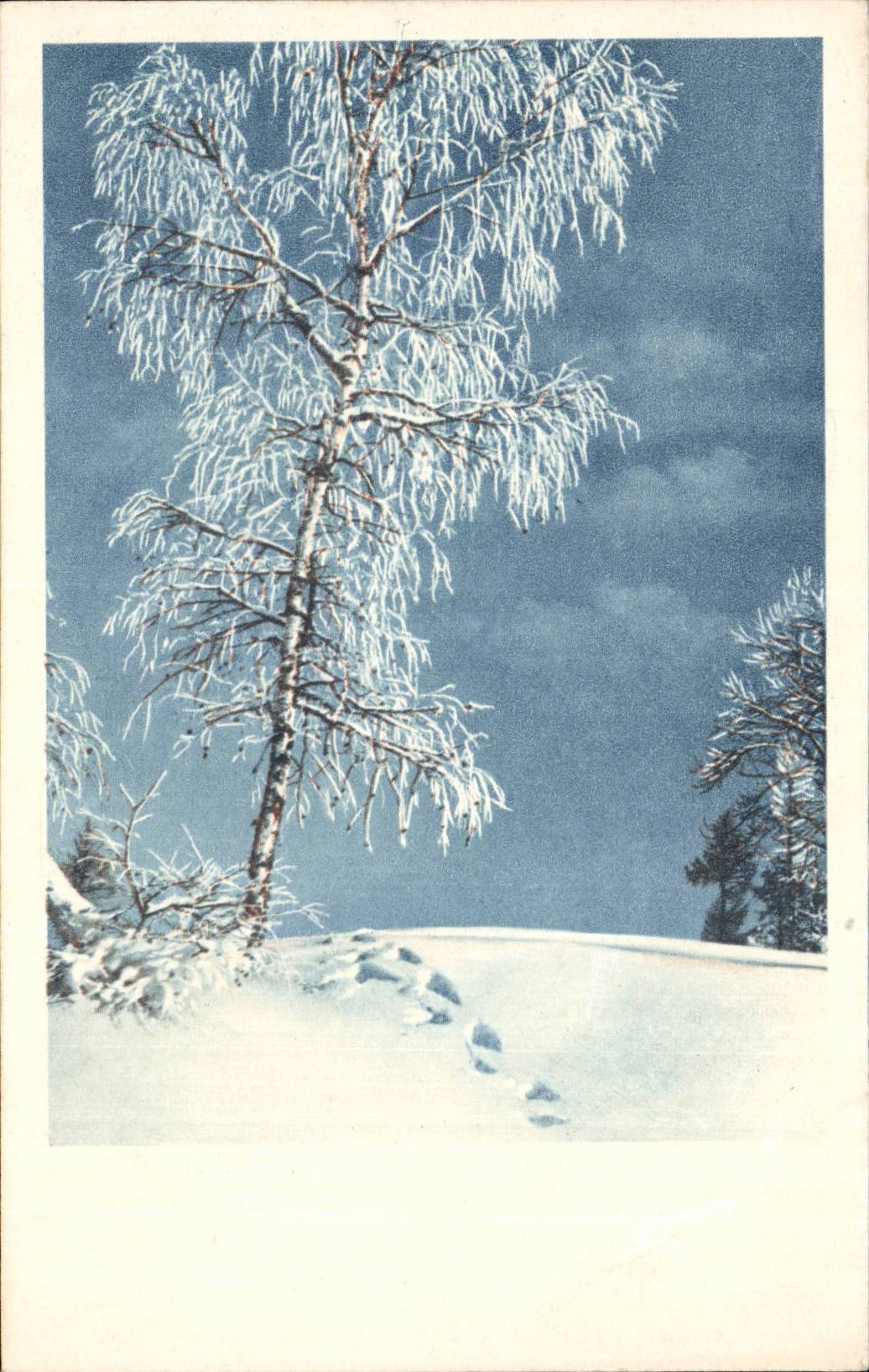 CPA Traces dans la neige en montagne