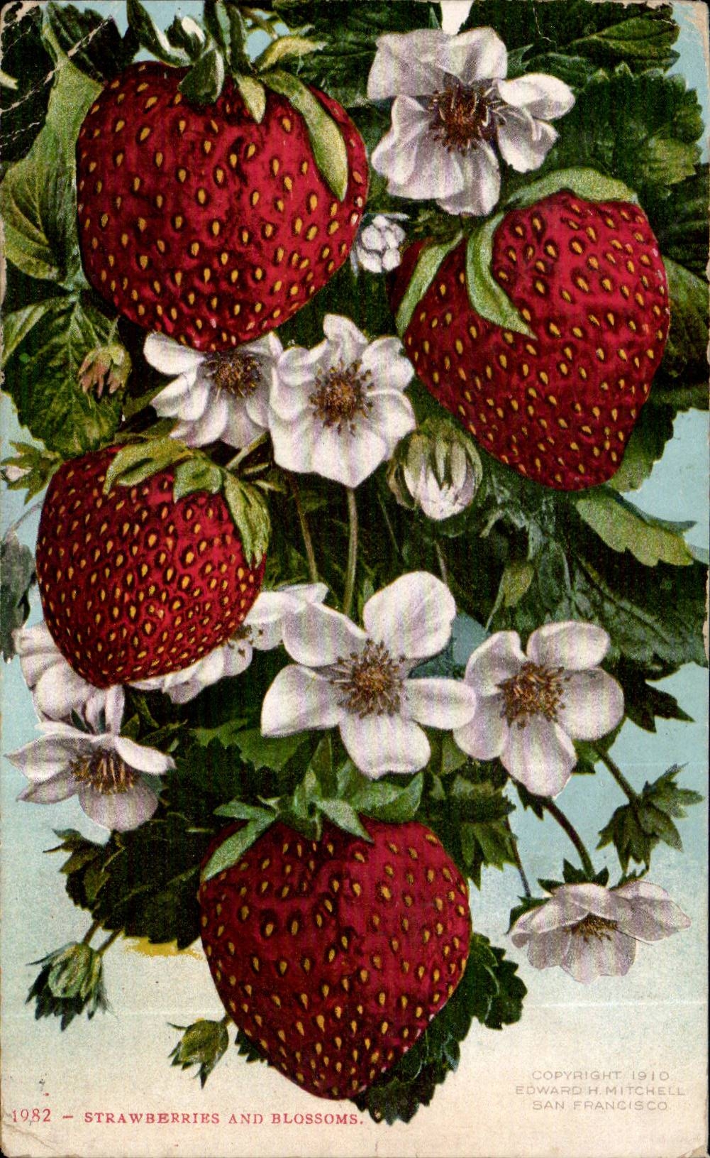 CPA Fantaisie Fraises Strawberries