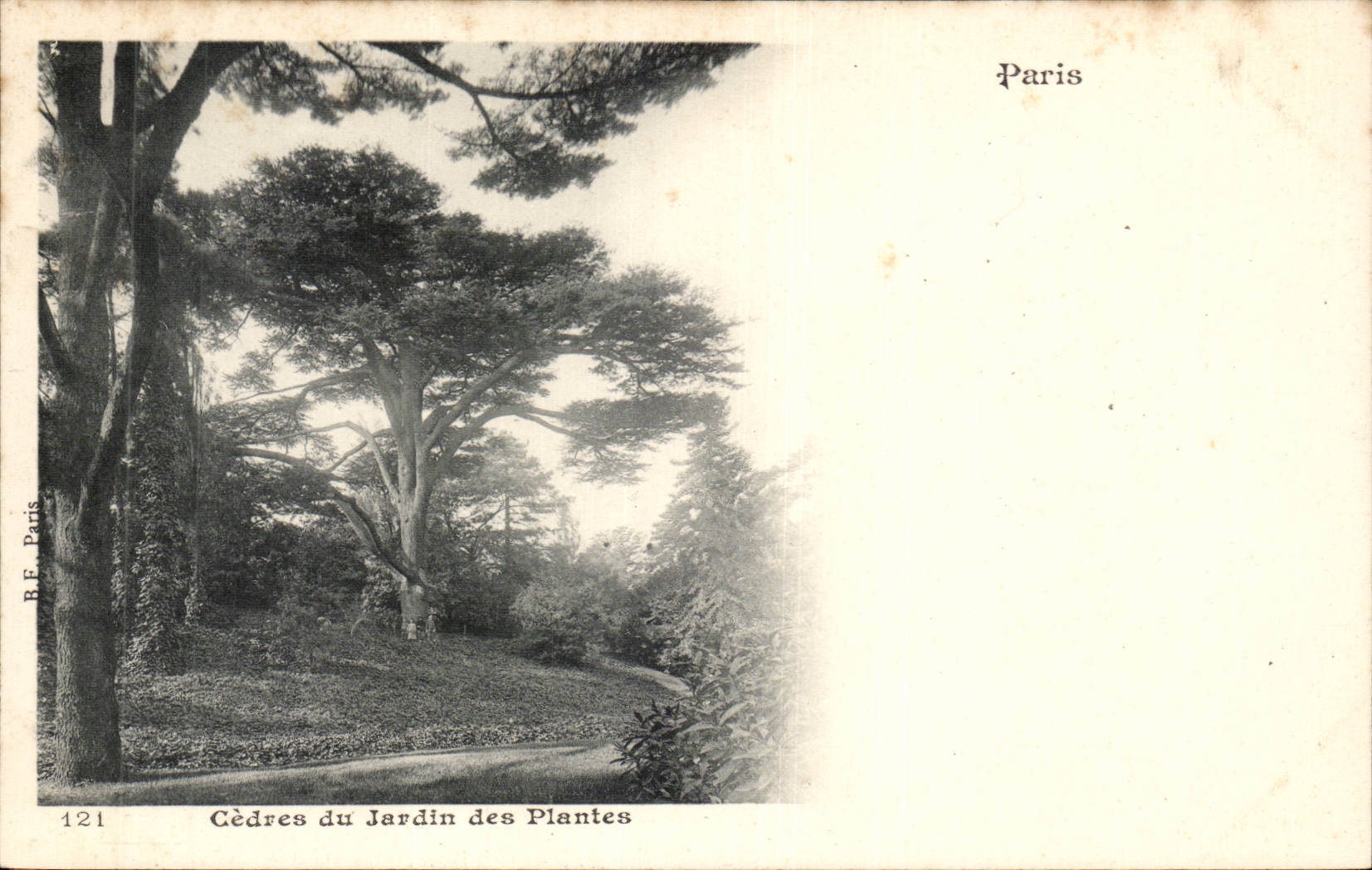 Paris CPA Cedres du jardin des plantes ( arbre tree )