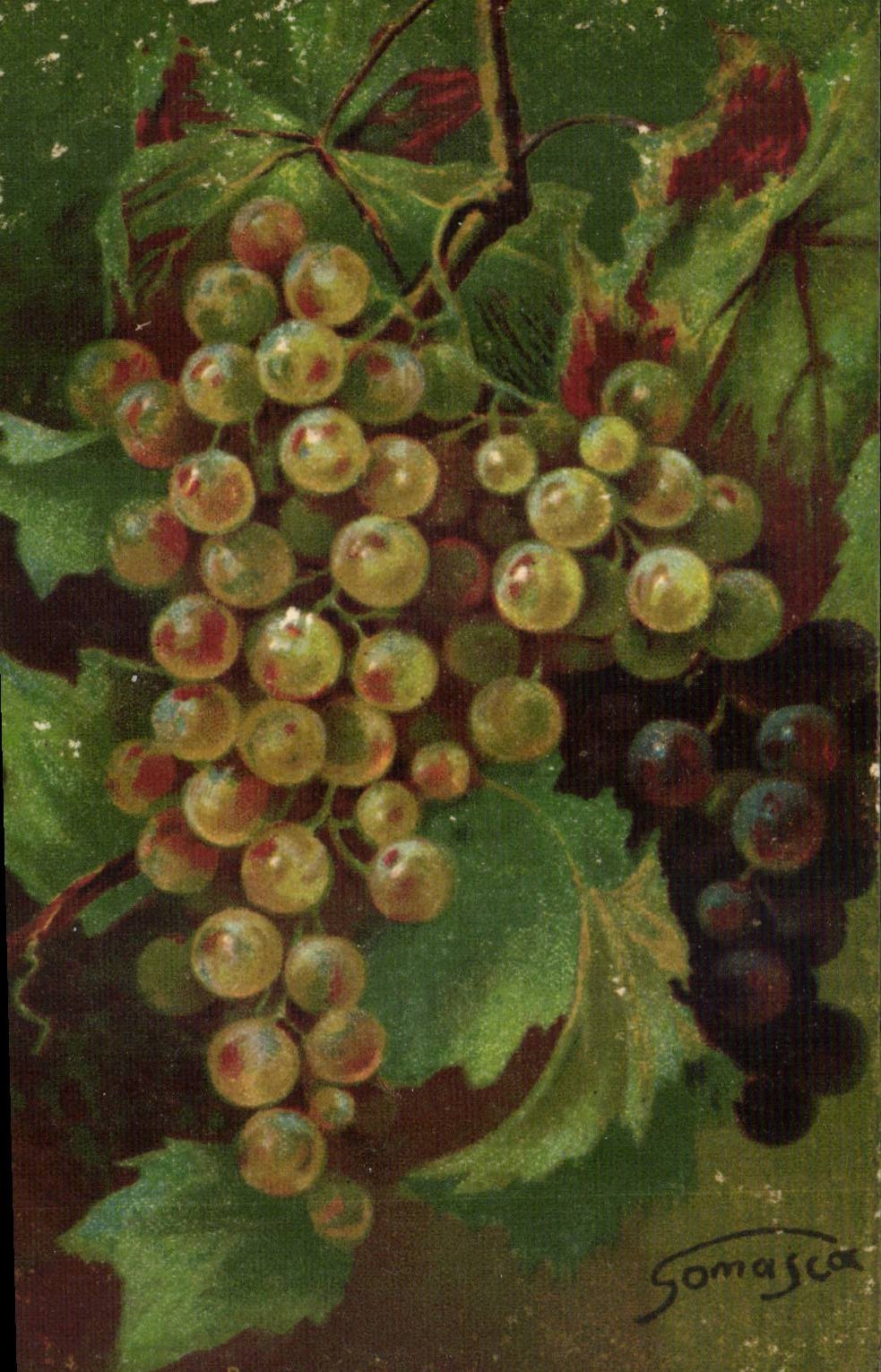 CPA Fantaisie Grappe de raisin