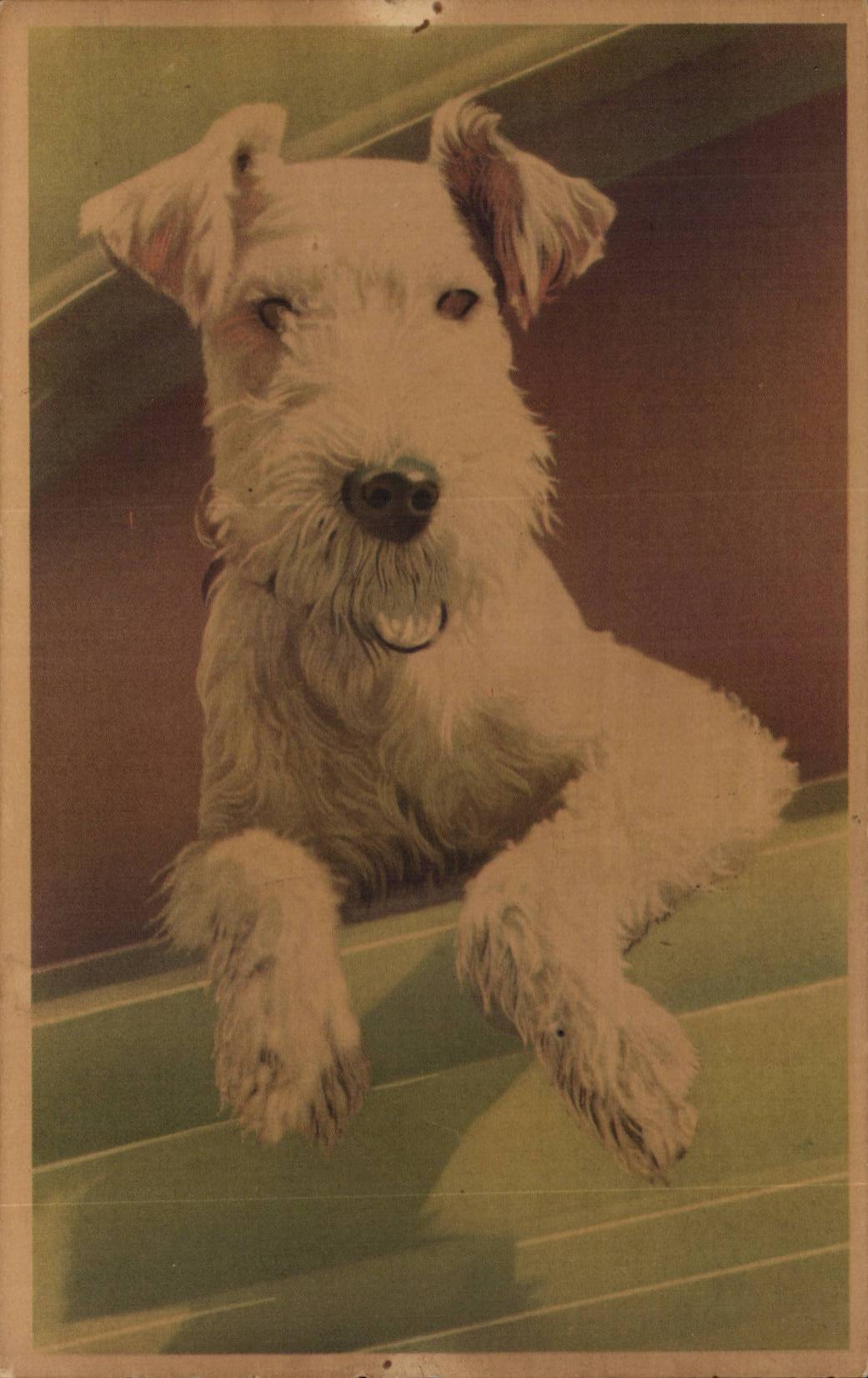 CPA Fantaisie Chein Dog