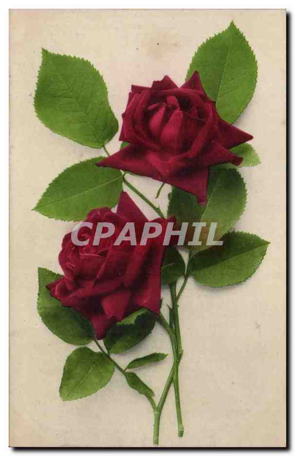 CPA Fantaisie Fleur Rose