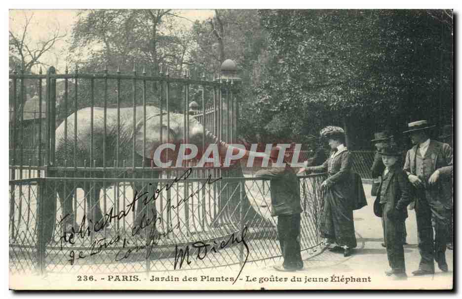 Parigi - Jardin des Plantes - Il tè del giovane elefante — n°236