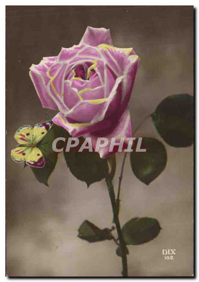 CPA Fantaisie Fleur Rose Papillon Butterfly