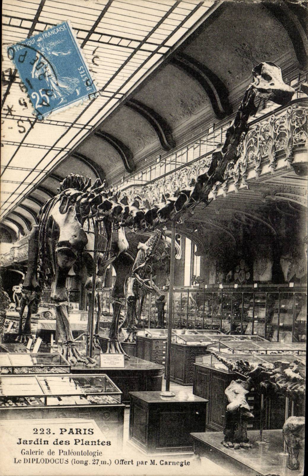 Jardin des Plantes — Galerij van Paleontologie — DIPLODOCUS (27m) aangeboden door M. Garnegle