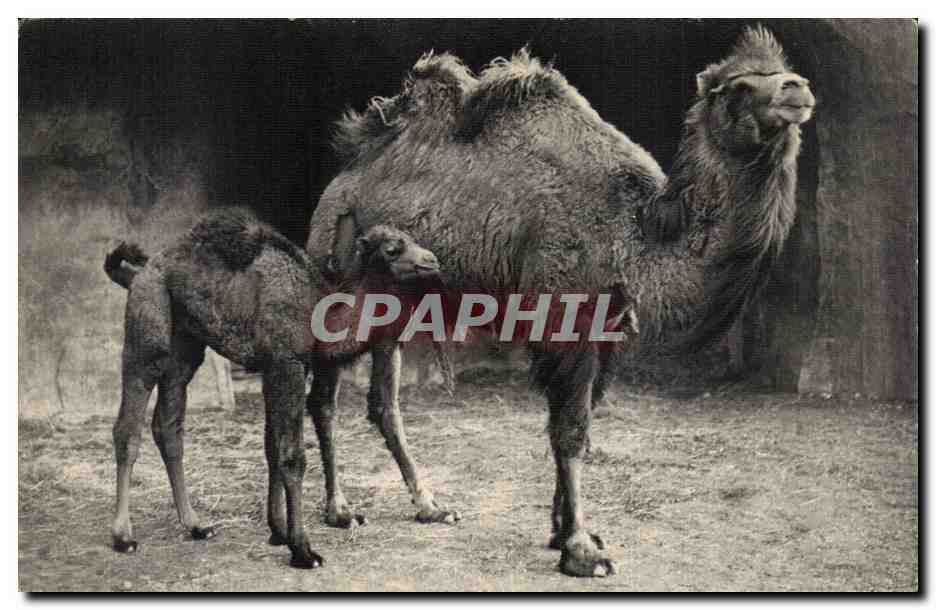 Chameau de la Bactriane et son petit — Muséum national d'Histoire naturelle, Parc zoologique du Bois de Vincennes, Paris