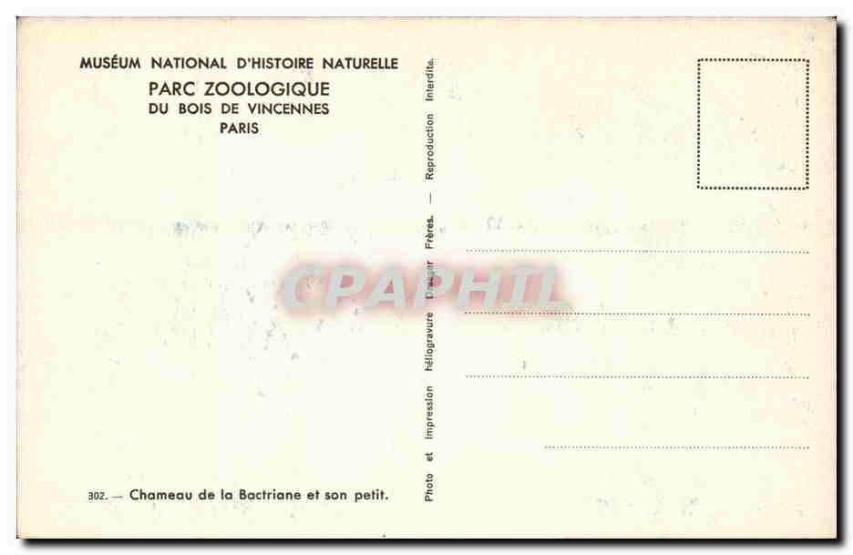 Chameau de la Bactriane et son petit — Muséum national d'Histoire naturelle, Parc zoologique du Bois de Vincennes, Paris — Reverso