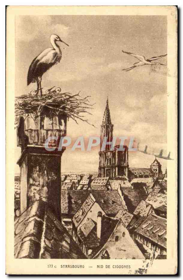 Strasbourg CPA Cathedrale Nid de cigognes