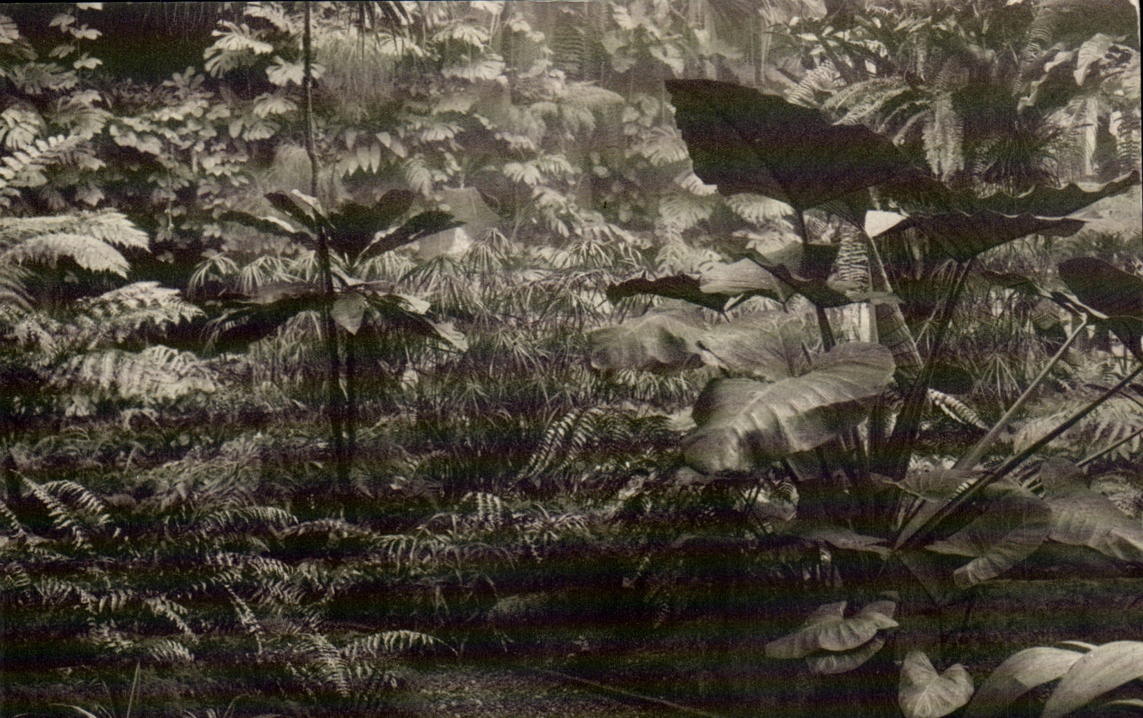 Jardin d'Hiver — Fougères et Aroidées — Muséum national d'Histoire naturelle, Paris