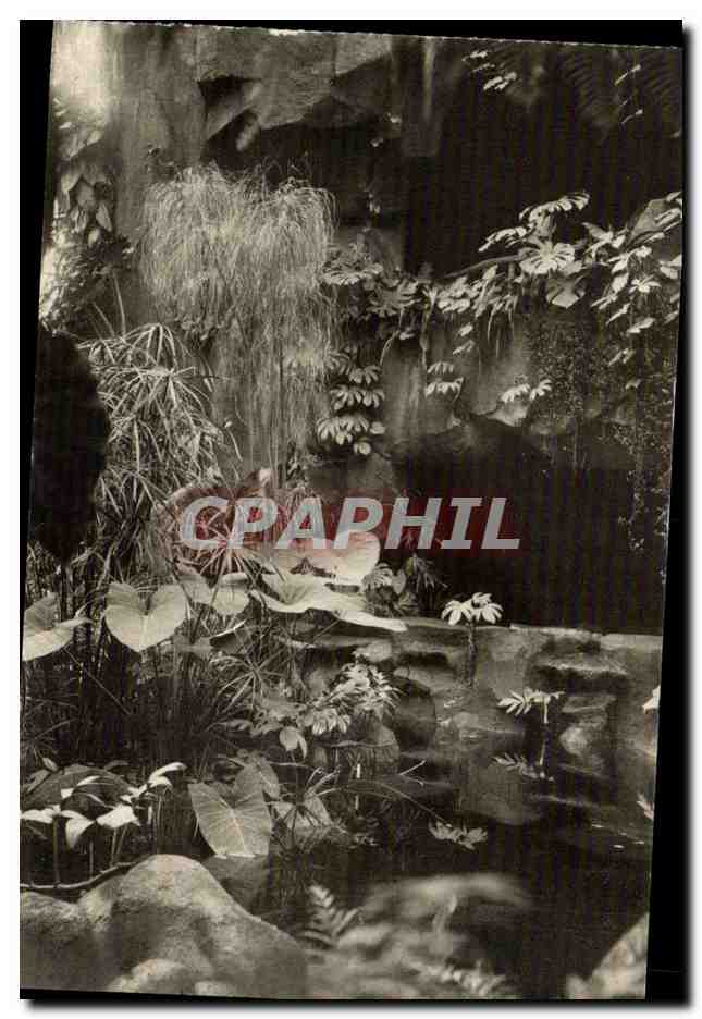 Jardin d'Hiver — Le Papyrus — Muséum national d'Histoire naturelle, Jardin des Plantes, Paris