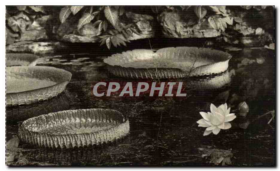 Victoria Regia — Nymphéacée géante d'Amérique — Muséum national d'Histoire naturelle, Jardin des Plantes, Paris