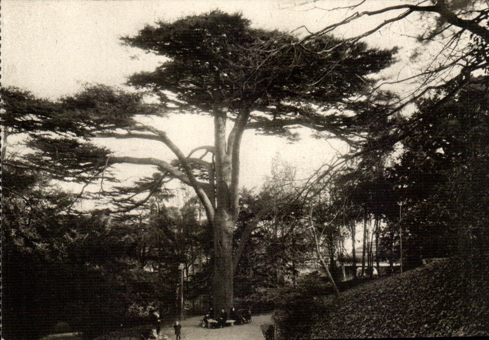 Cèdre du Liban — Jardin des Plantes, Paris — Photo Roger Frères, n° 1308