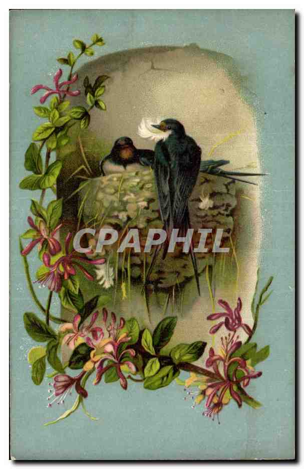 Animaux - Oiseau - Bird making nest with feather in beak - CPA 