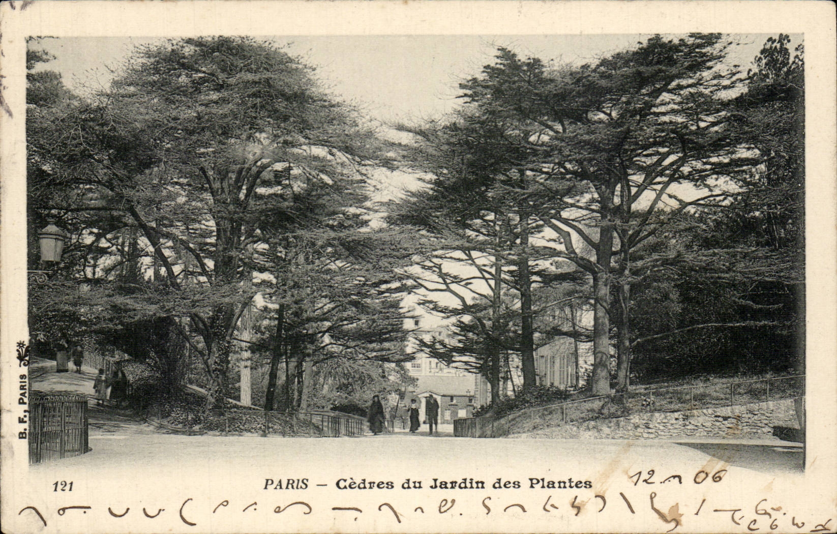 CPA Paris Cedres du jardin des plantes