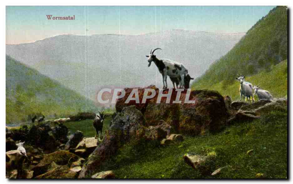 CPA Fantaisie Wormsatal Chevres Goats Goat Chevre