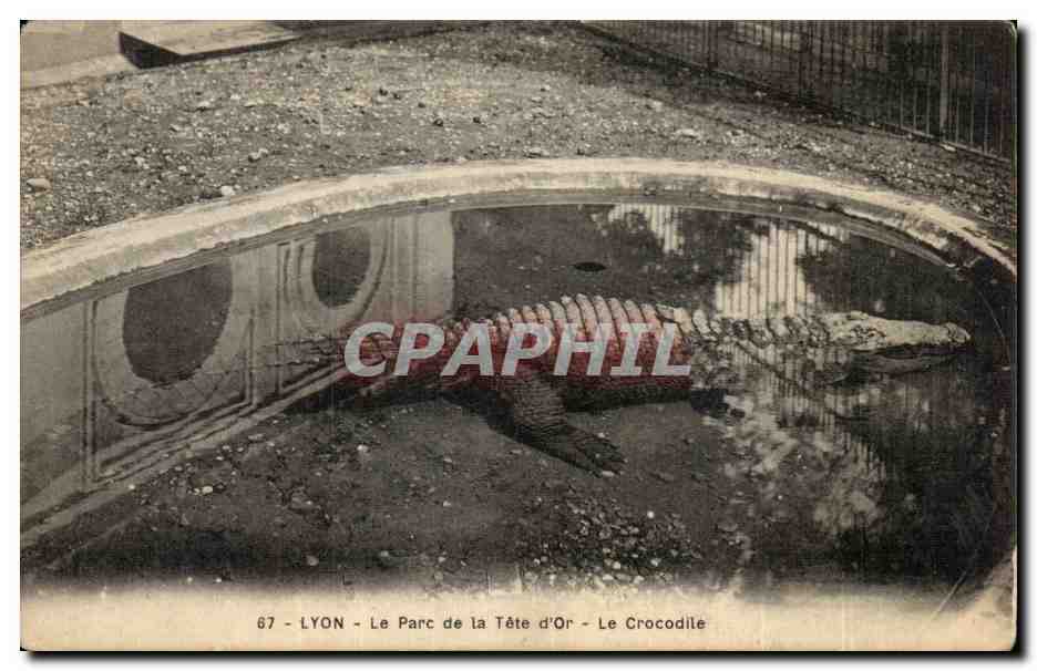 Lyon - Le Parc de la Tete d'Or - Le Crocodile - CPA 