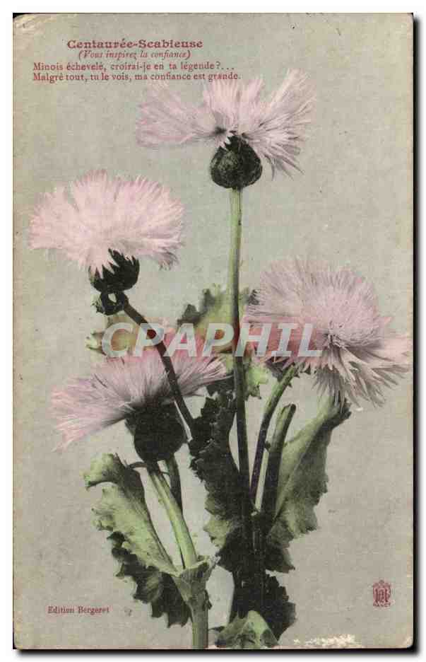 Fleurs - Flowers - Pissenlit - Dandilion Centauree Scabieuse - CPA 