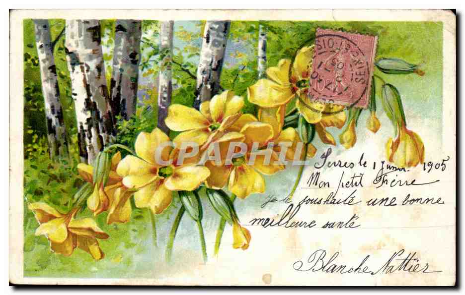 Fleurs - Flowers - Yelow blossoms - CPA 