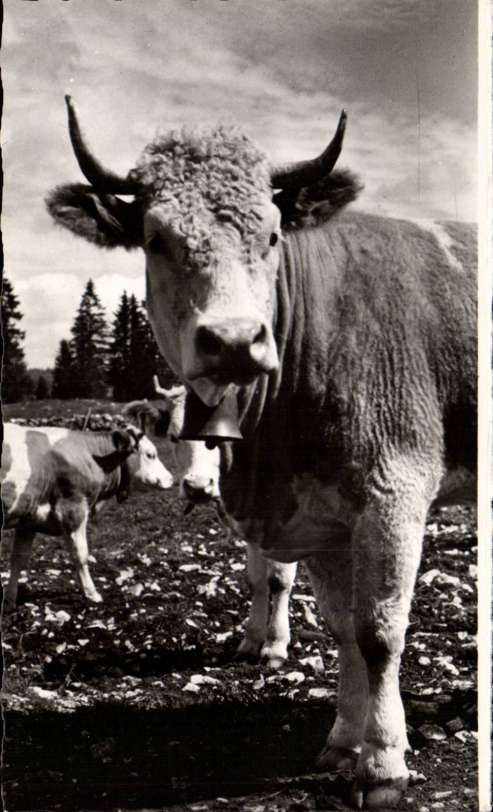 Les Paturages — La Franche-Comté Pittoresque — Édition E. PROTET, Dole (Jura)