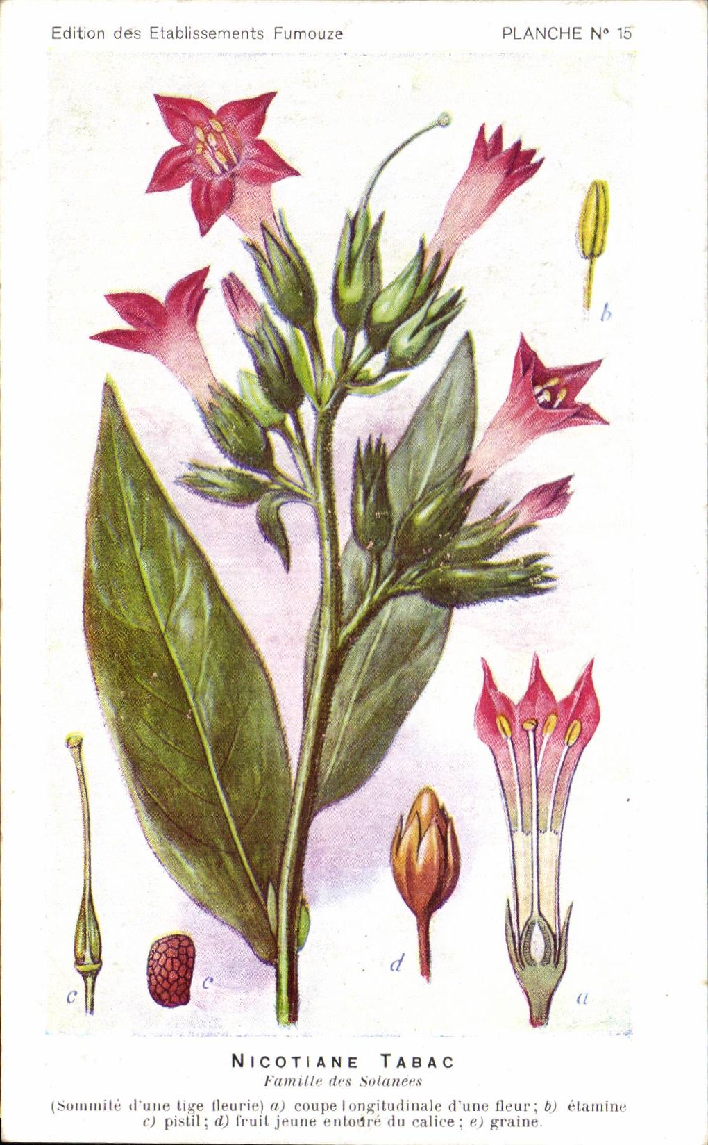 CPA Fantaisie Fleur Nicotine Tabac Tobacco Famille des Solanees