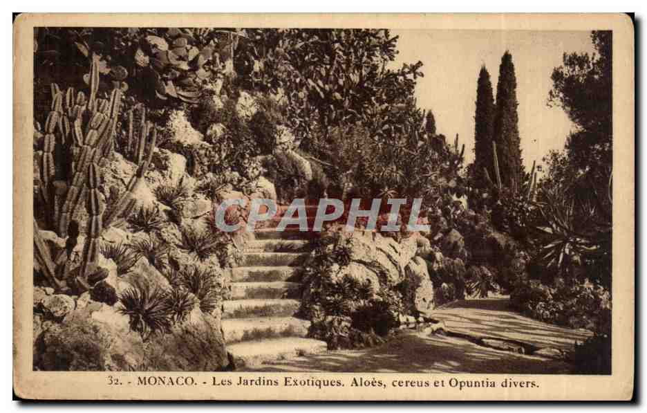 Monaco - Les Jardins Exotiques. Aloès, cereus et Opuntia divers.