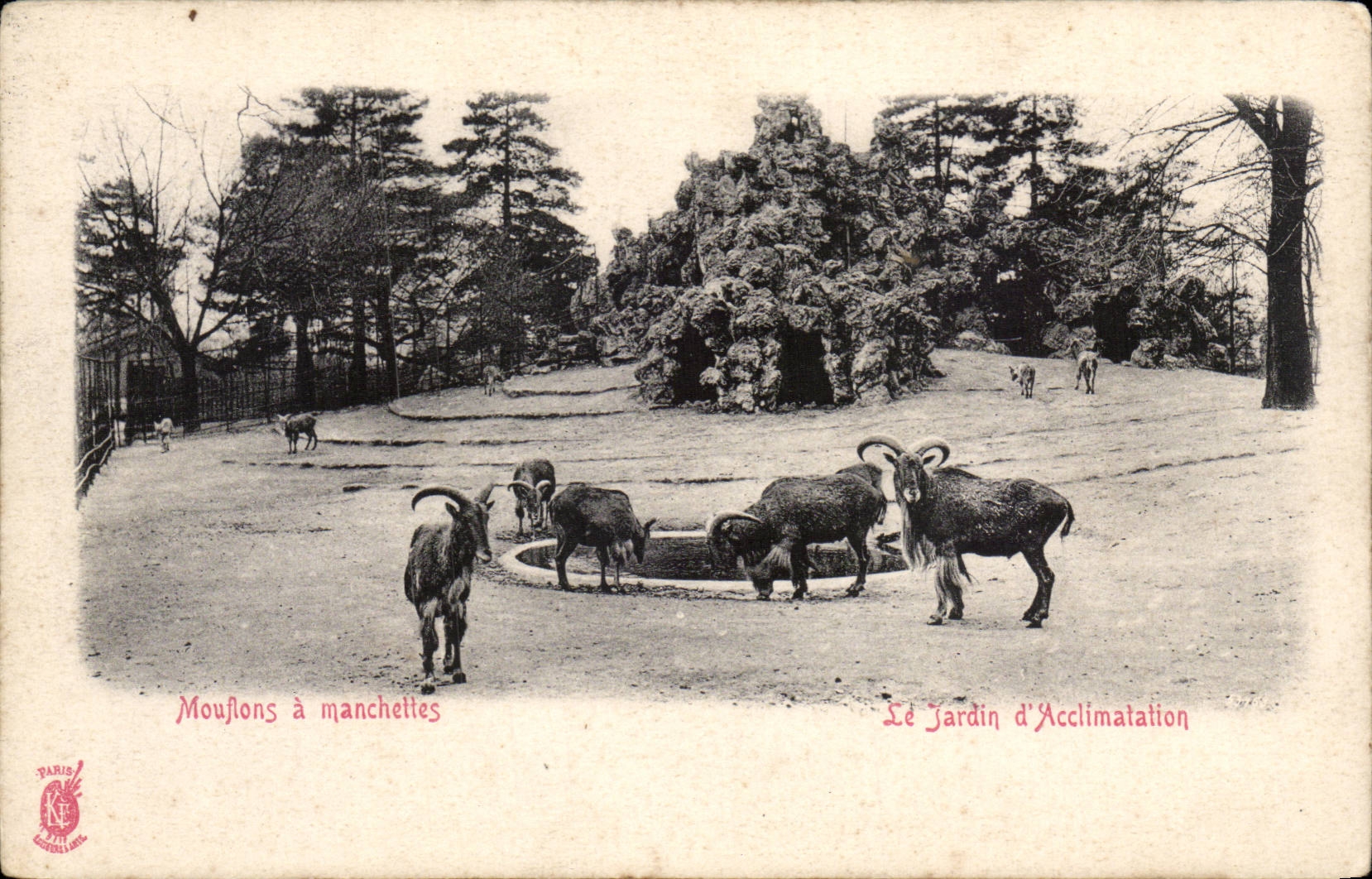 Paris CPA Mouflons a manchettes Jardin d'acclimatation