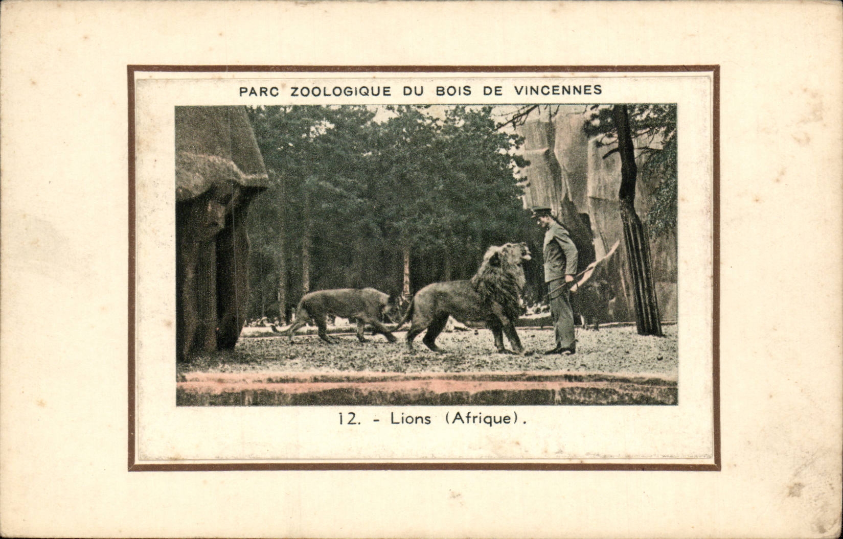 Paris CPA Parc zoologique du Bois de Vincennes Lions Afrique Zoo