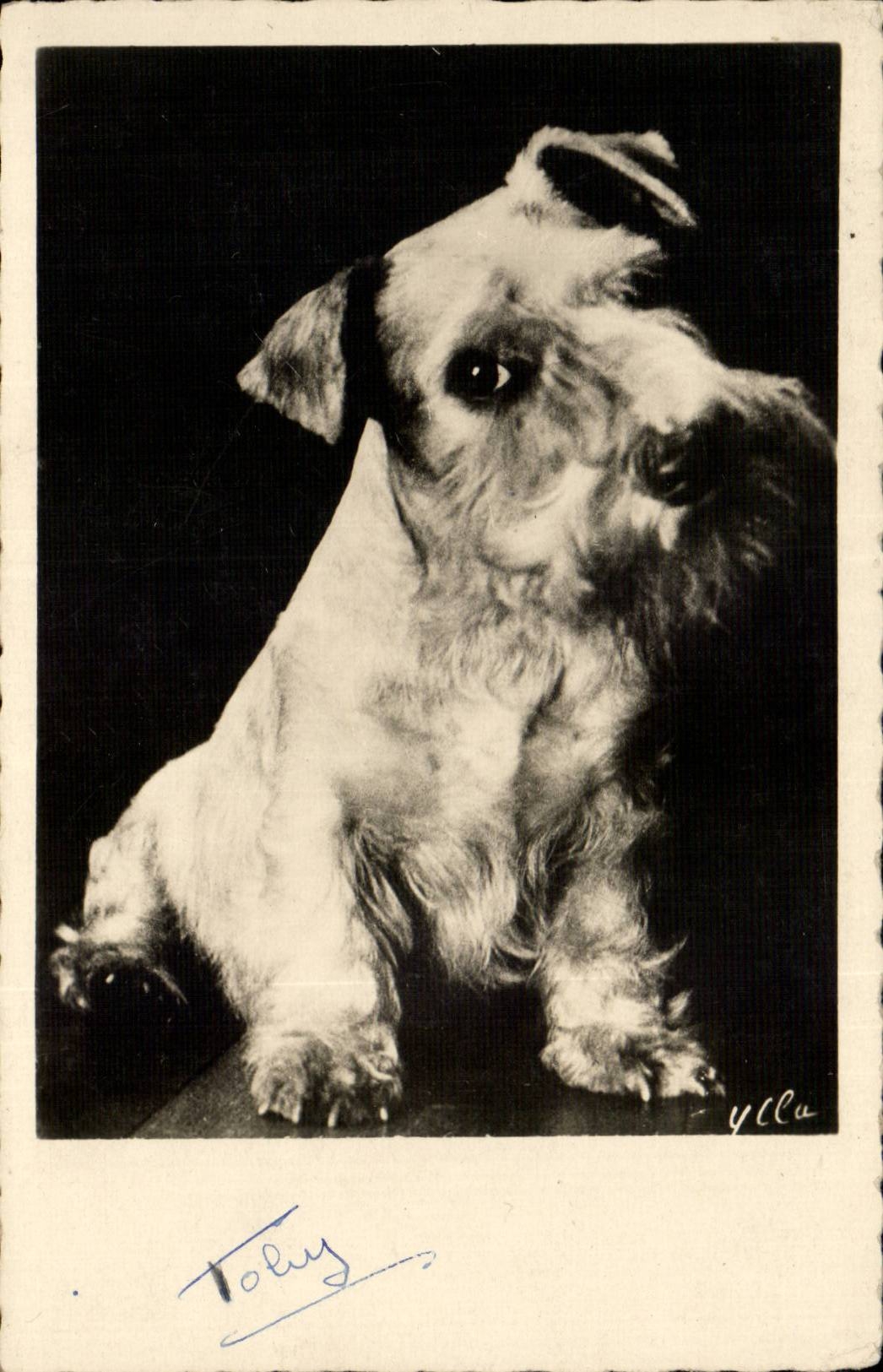 CPA Fantaisie Chien Dog