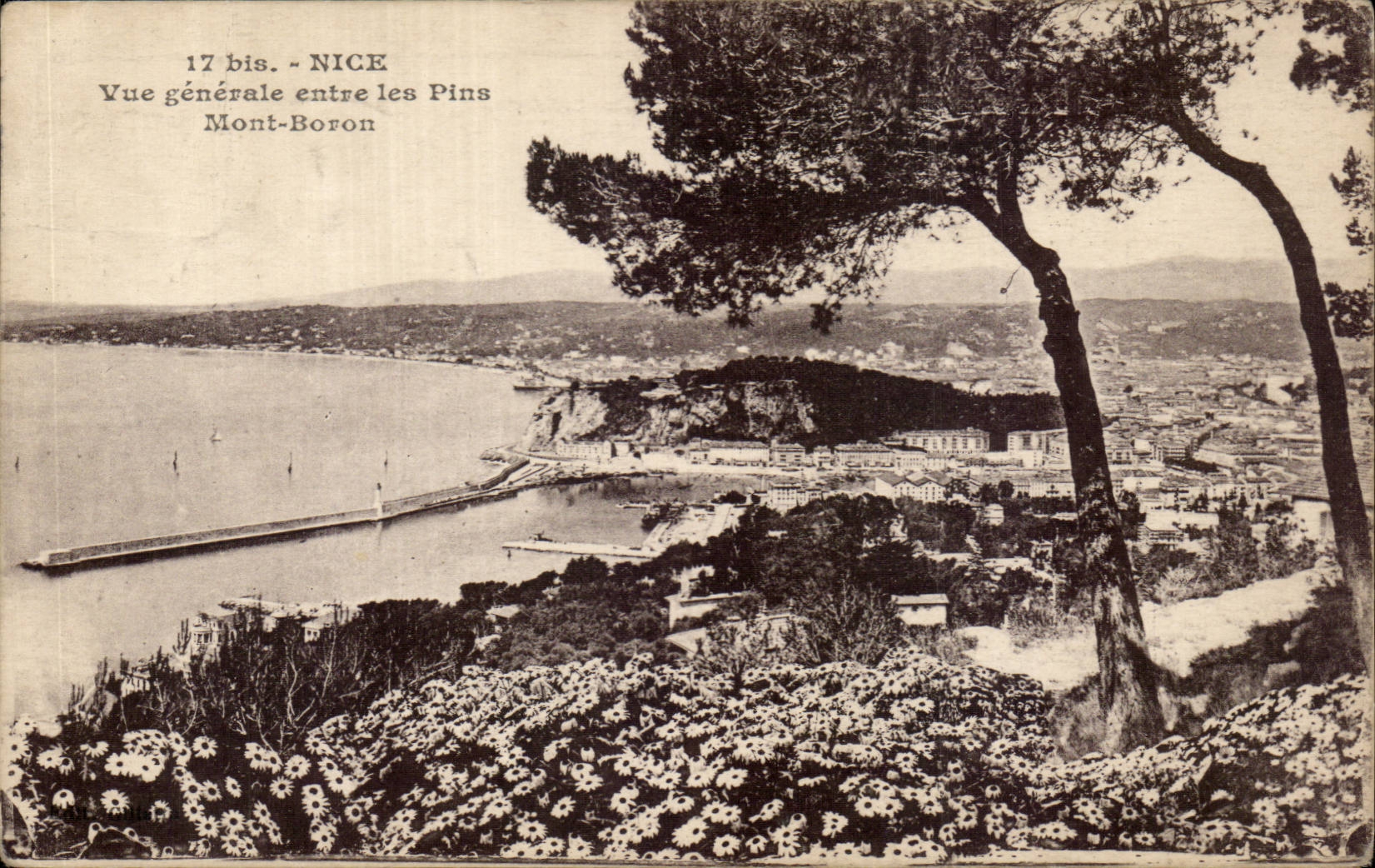 CPA Nice Vue generale entre les pins Mont Boron