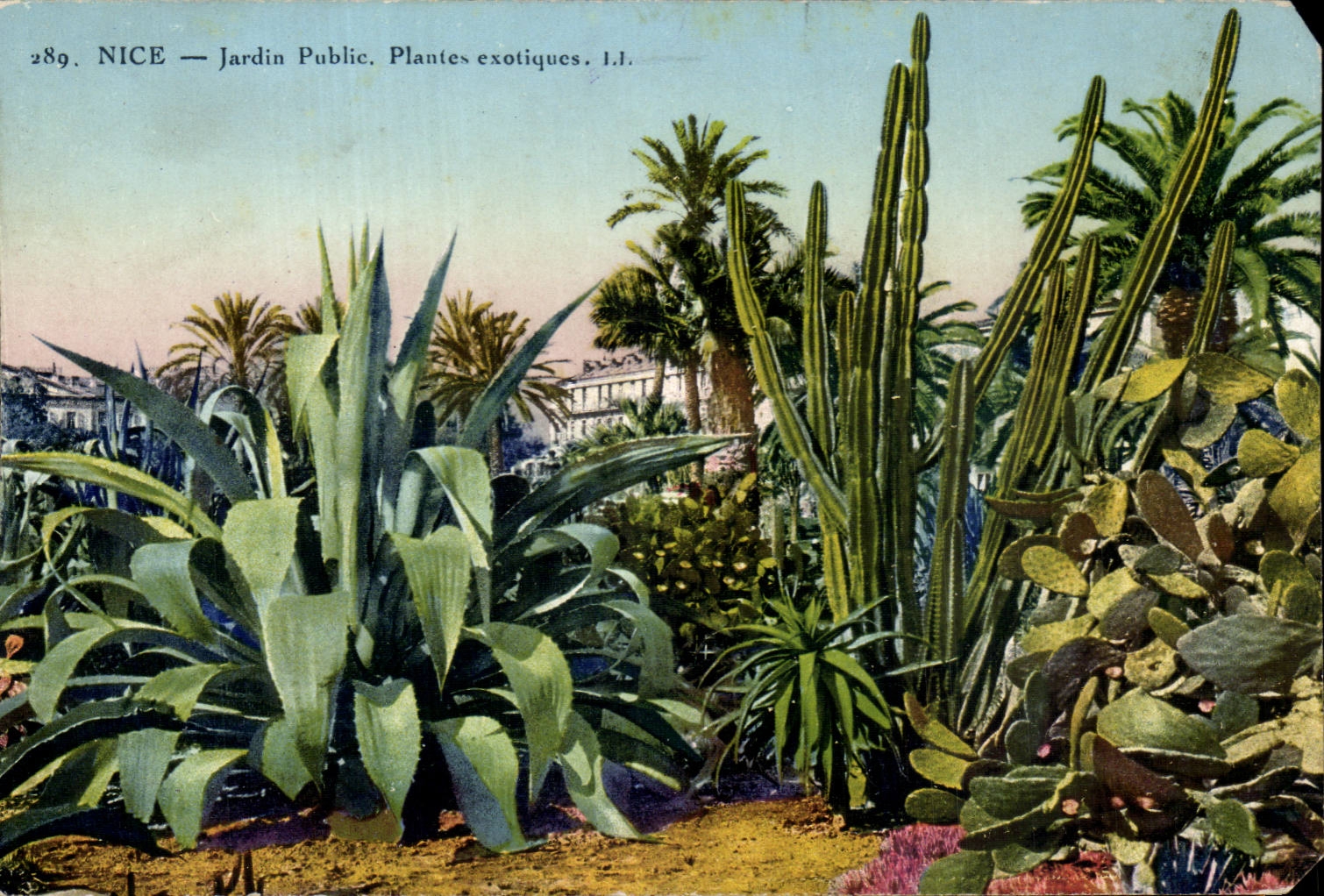 CPA Nice Jardin publique plantes exotiques