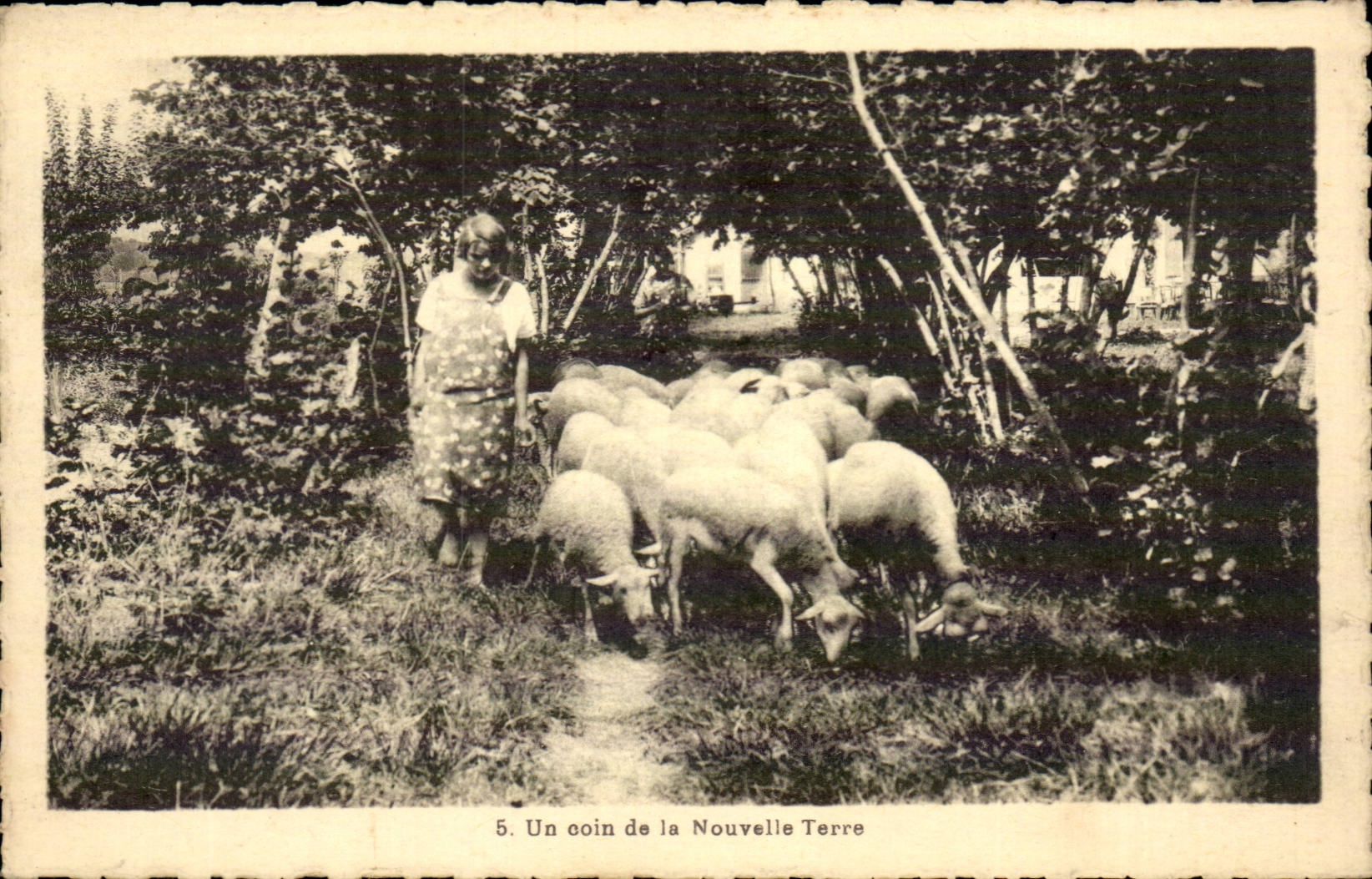 CPA Fantaisie Un coin de la nouvelle terre Moutons Elevage