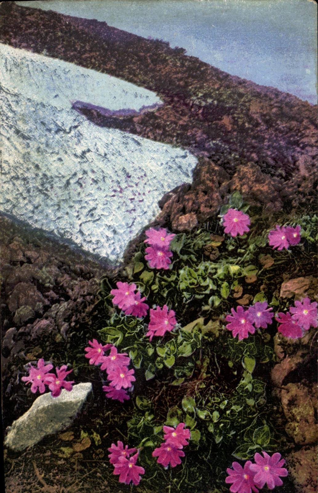 CPA Italie Italia Pirmula Ciusiana Fleurs