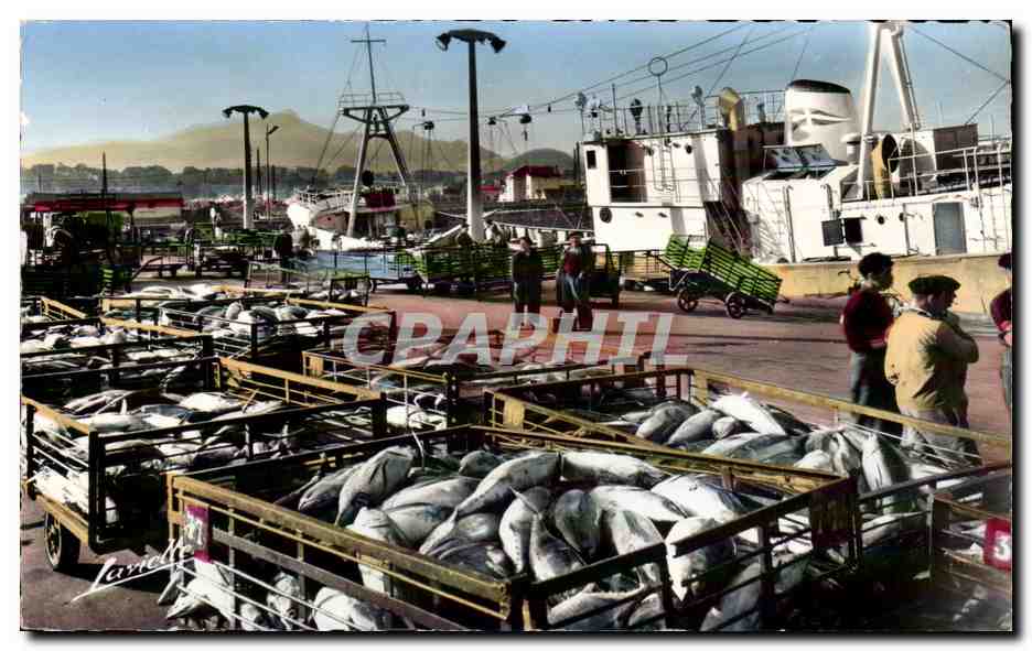 Saint Jean de Luz CPM Dechargement des thons A quai Le Sopite Tuna