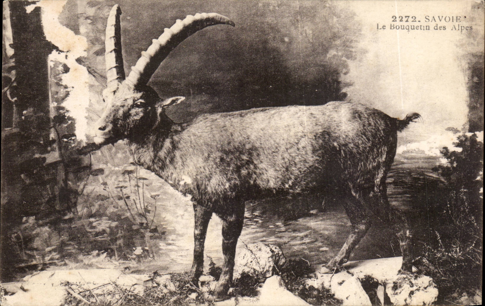 CPA Savoie le bouquetin des Alpes Chamois