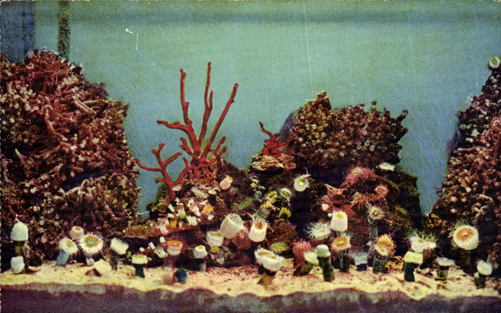 CPA Monaco Monte Carlo Aquarium Les Coralliaires