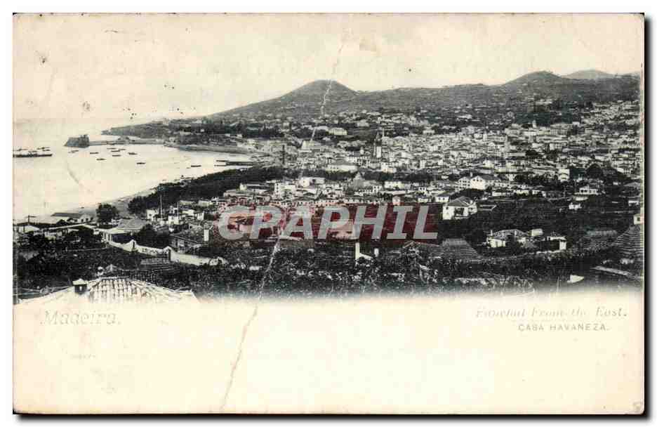 Fronde de la Havaneza — vue d'ensemble — Caba Havaneza