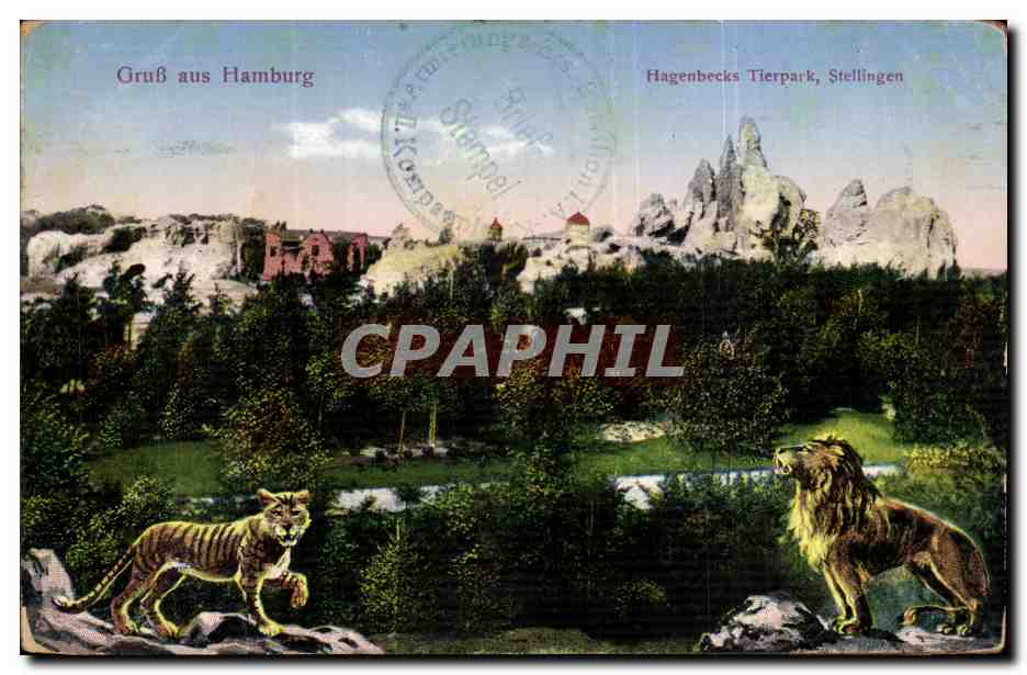 CPA Gruss aus Hamburg Hagenbacks Tierpark Stellingen Lion Tigre