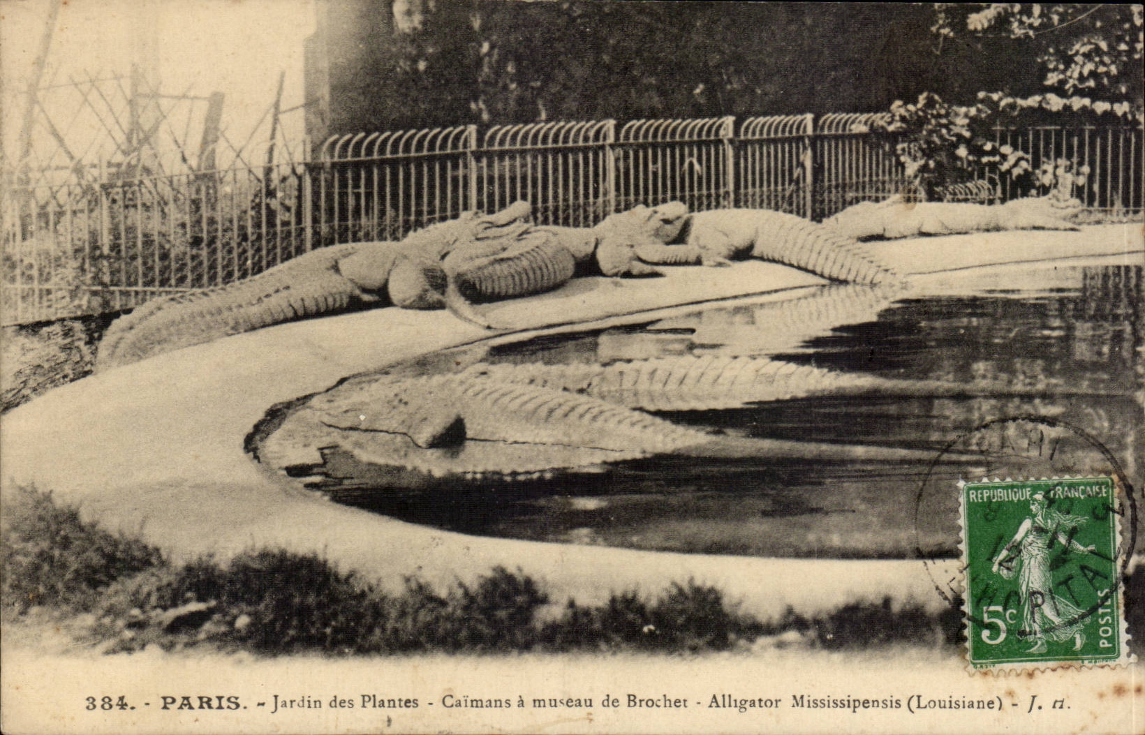 CPA Paris Jardin des plantes Caimans a museau de Brochet Alligator Mississipensis Louisiane