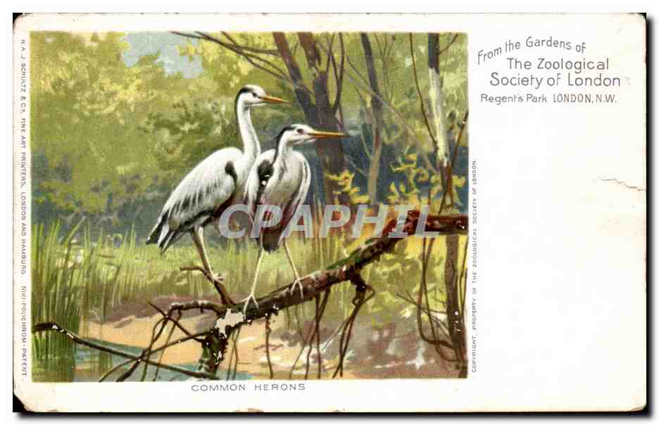 CPA Great Britain Londres London From the gardens of the zoological society of london Regent's park Common herons 