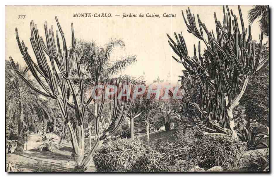 CPA Monaco Monte Carlo Jardins du casino Cactus