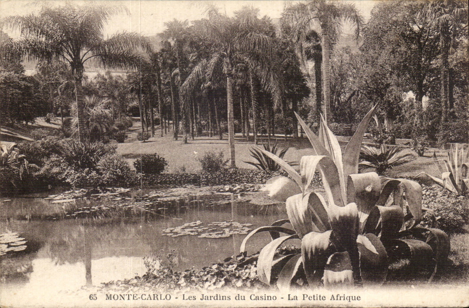 CPA Monaco Monte Carlo Les jardins La petite Afrique