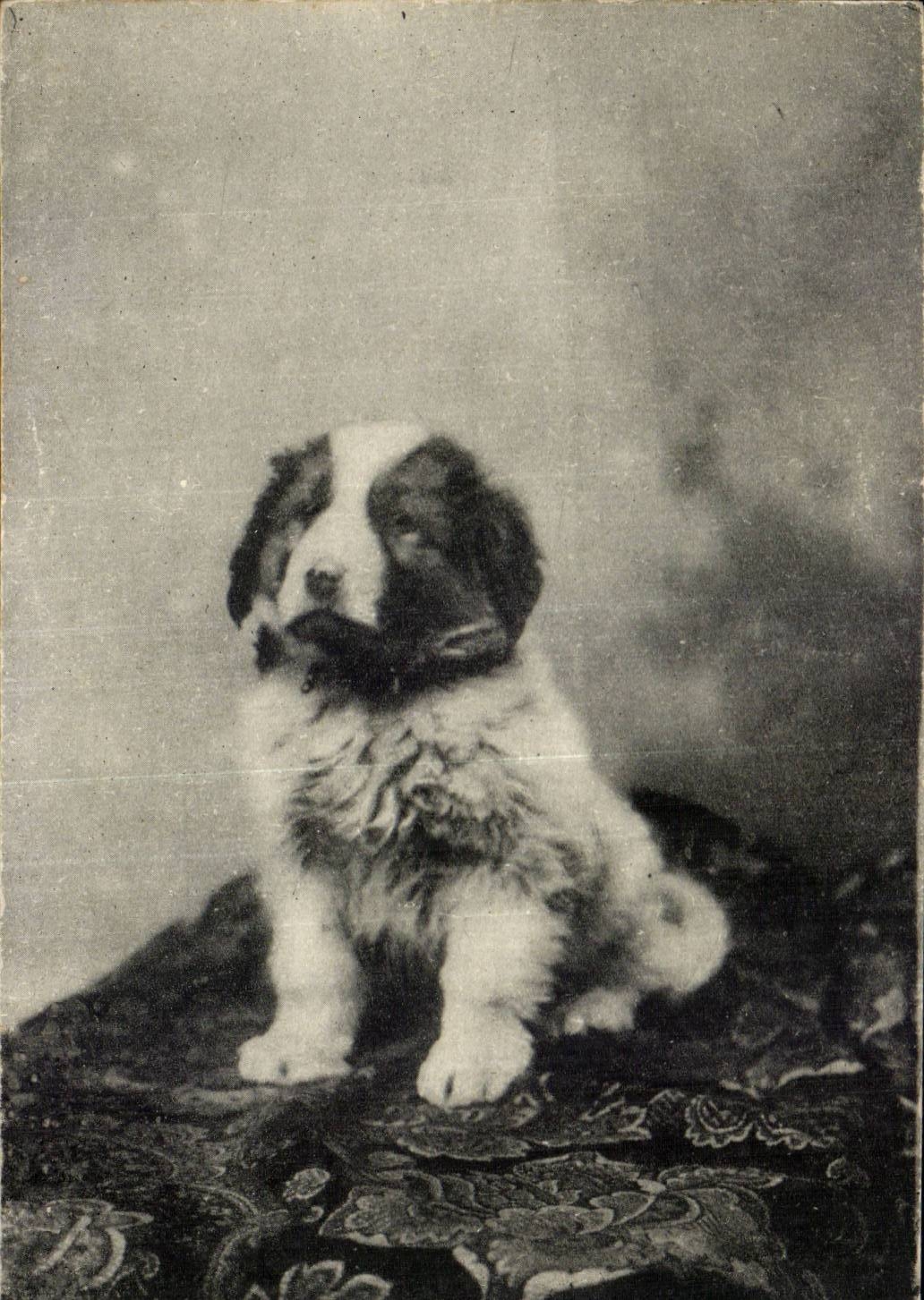 CPA Viscos Jeune chien des Pyrenees (1 mois)