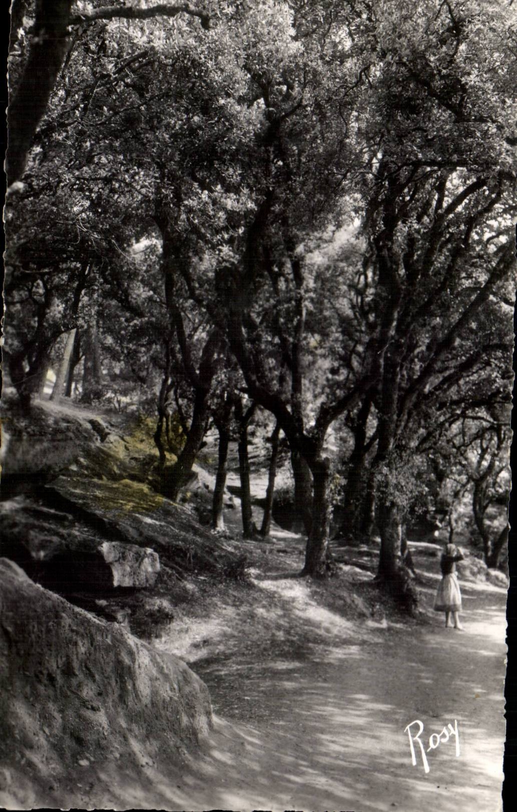 CPSM Noirmoutier Au bois de la Chaize Les chenes verts